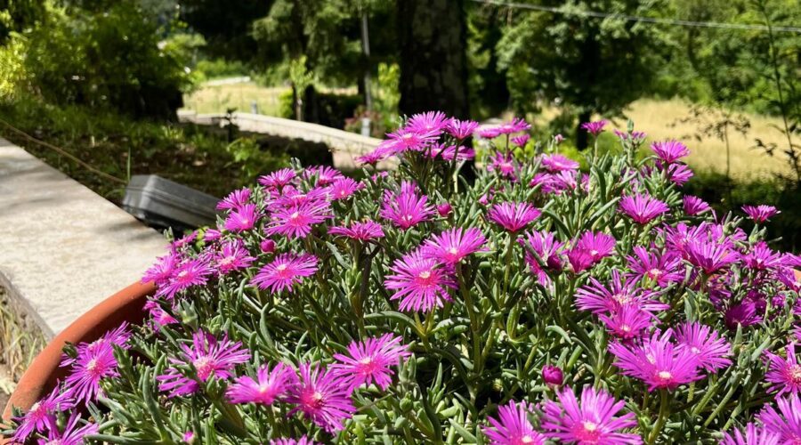 A pot with vibrant Delosperma flowers at Adagio Umbro, overlooking the scenic mountains of Umbria, Italy.