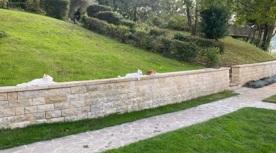 Cozy picnic area at Adagio Umbro with friendly cats relaxing in the serene outdoor setting of Umbria, Italy.